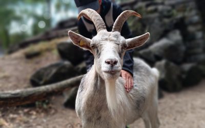 Tierische Begegnungen in der Alten Fasanerie